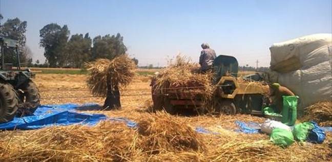 تموين كفر الشيخ تعلن الطوارئ استعدادا لاستقبال محصول القمح