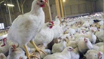 فحص 1.5 مليون طائر بمزارع الوادي الجديد