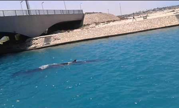 ارشيفية