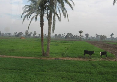 ارشيفية