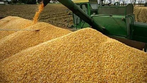 توريد 28 ألف طن قمح إلى مطاحن وشون دمياط