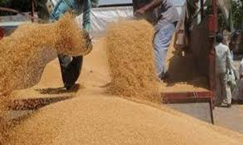 نيابة دشنا تكشف عجز حوالي 68 طنا قمح في أحد الشون