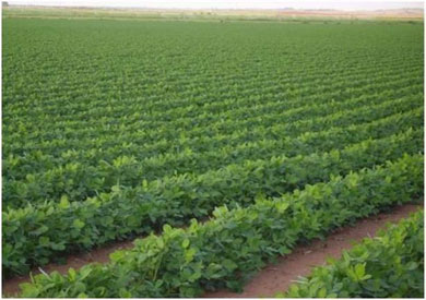 اتفاق مصري سوداني لزراعة 18 ألف فدان بمشروع شرق النيل بولاية الجزيرة