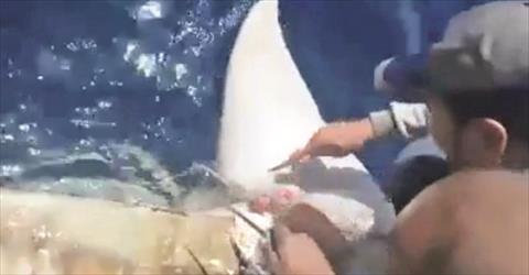 انقاذ عروس البحر