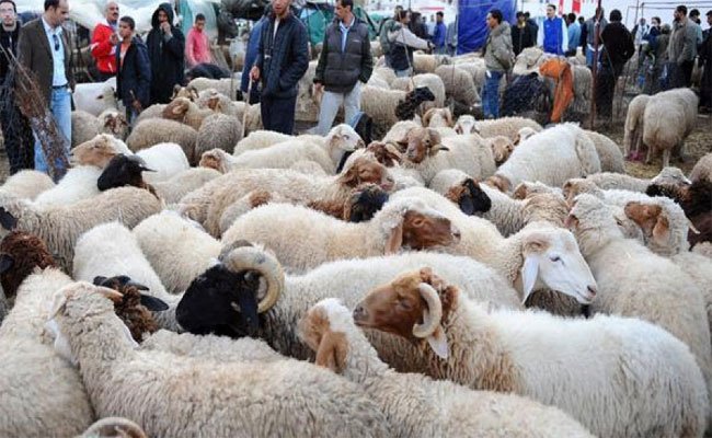 الحكومة تنفي تسمم اللحوم بالأسواق والمجازر وفرض ضرائب على المواشي