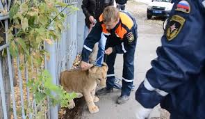 نمر يظهر في شوارع مدينة روسية