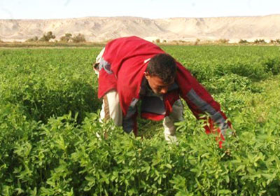 ارشيفية