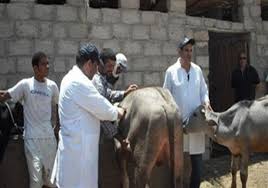 تحصين 6 آلاف رأس ماشية ضد الحمى القلاعية والأمراض الوبائية بالشرقية