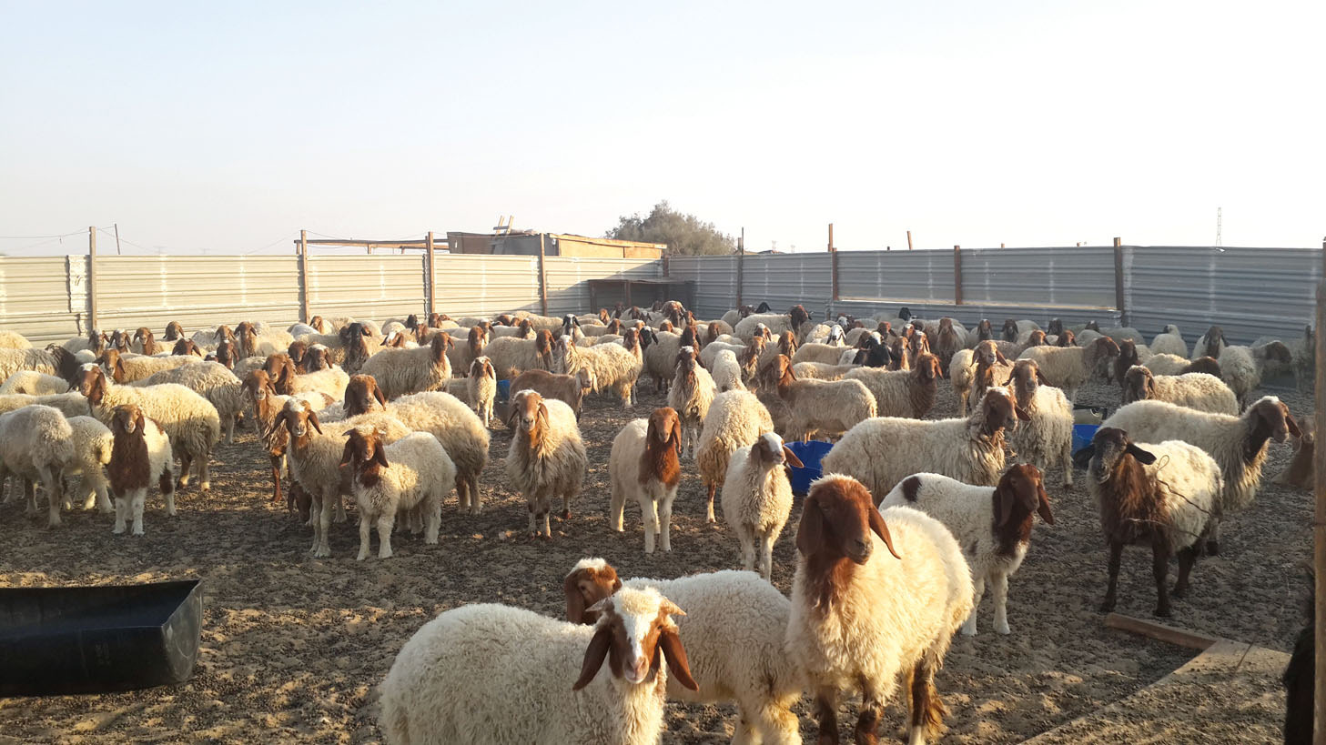 «أستراليا»: مواصلة تصدير الأغنام الحية للشرق الأوسط