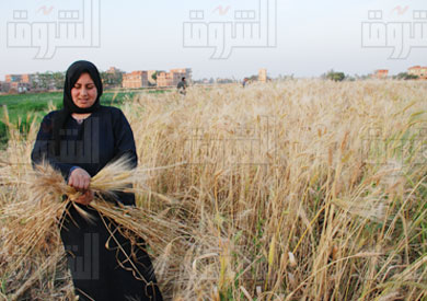 «الزراعة» تستعد لموسم القمح بـ5500 حقل إرشادي - تصوير: جيهان نصر