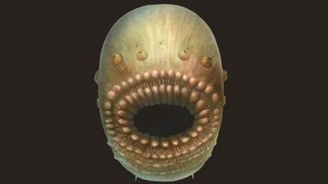 رسم مطور لكائن "ساكورايتوس" استنادا إلى الحفرية الأصلية له