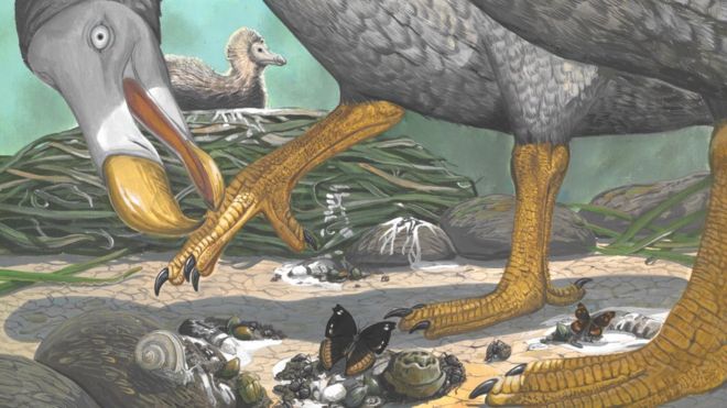 انقرض طائر الدودو منذ ما يقرب من 350 سنة