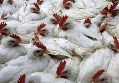 انفلونزا الطيور - ارشيفية