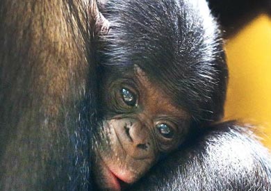 الأرقام الجديدة تقول إنه تمت مصادرة 1.800 من إنسان الغاب والشامبانزي والغوريللا في 23 دولة منذ عام 2005