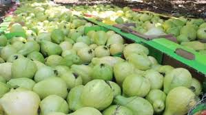 الزراعة: البحرين وافقت على إلغاء حظر استيراد الجوافة بداية الموسم الجديد