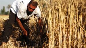 فدان قمح