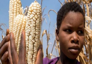أجرت الدراسة على عينات من المحاصيل في دول إفريقية منها زيمبابوي، وكينيا، وإثيوبيا