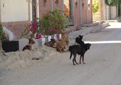 الكلاب الضالة تهاجم المواطنين في شوارع السويس .. والمحافظ يؤكد هنخدها تعيش في الصحراء