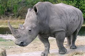 باحثون: عينات الحمض النووي لحيوان وحيد القرن يمكن أن تساهم في إثبات إدانة صياديه