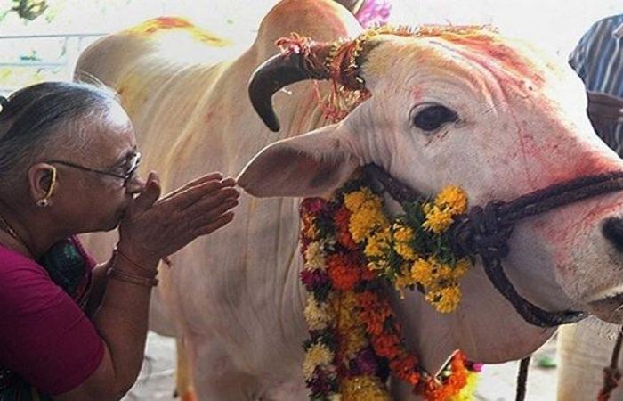 مقتل شابين من المسلمين في الهند بسبب اتهامهما بمحاولة سرقة أبقار لذبحها