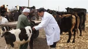 تحصين 99 ألف رأس ماشية ضد الحمى القلاعية والوادي المتصدع بالفيوم