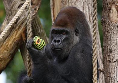 الغوريلا كوموبكا.. صحيفة «جارديان» البريطانية