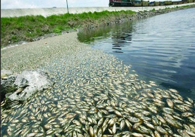 المهندس محمد زيدان، مدير عام الإنتاج والتشغيل بالثروة السمكية بكفر الشيخ