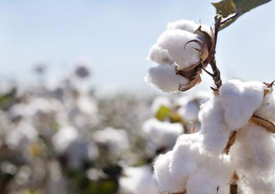 محصول القطن