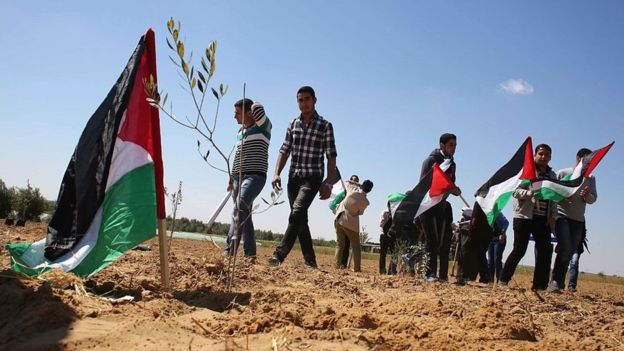 فلسطينيون يحملون علمهم الوطني ويزرعون شجرة الزيتون في ذكرى يوم الأرض شرق خان يونس بالقرب من الحدود بين اسائيل وقطاع غزة، مارس/آذار 2015