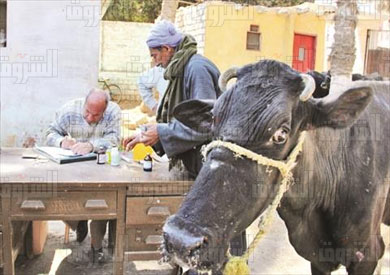 مزارع يطمئن على عدم إصابة ماشيته بالحمى القلاعية- تصوير روجيه أنيس