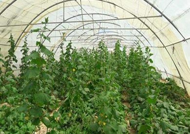 منح الحماية النباتية لتقاوي البنجر المحلية المنتجة بمدينة سانت كاترين