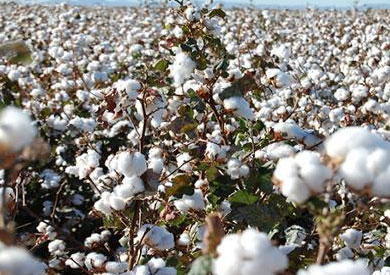 القطن - ارشيفية