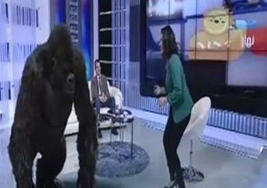 بالفيديو.. «غوريلا» تقتحم استوديو «نهار جديد»