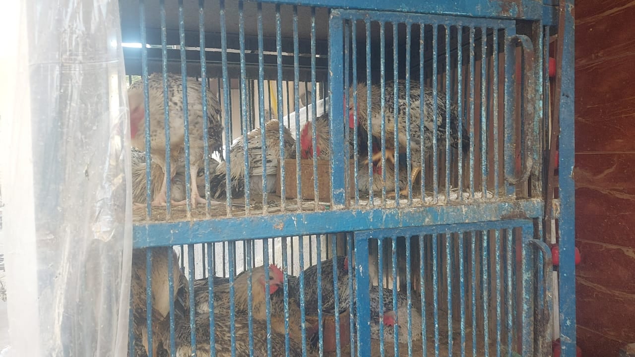 ارتفاع أسعار الدواجن بأسواق الإسكندرية.. وكيلو الفراخ البيضاء بـ125 جنيها 