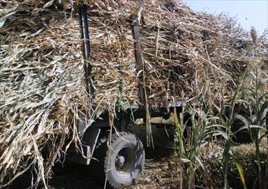 سوهاج: تحرير 153 محضر مخالفة بيئية لحرق المخلفات الزراعية