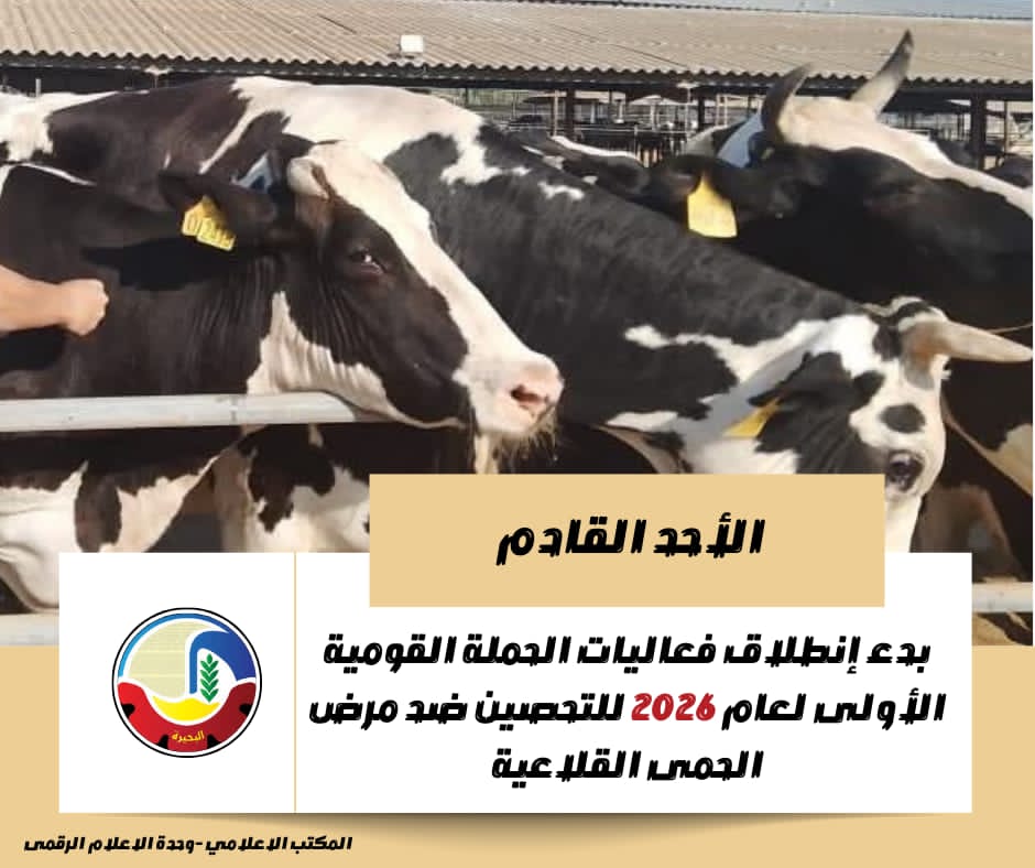 الأحد المقبل.. انطلاق الحملة القومية الأولى 2026 لتحصين الماشية ضد الحمى القلاعية بالبحيرة 