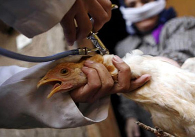 انفلونزا الطيور - ارشيفية