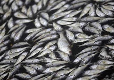 مدير عام الطرق بمحافظة بني سويف المهندس ناصر محمد