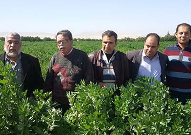 زراعة جنوب سيناء تنتج الفول البلدي لأول مرة