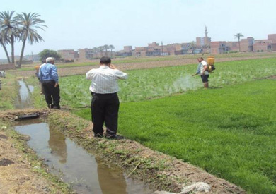 إزالة زراعة أرز مخالف بالفيوم