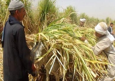 قصب السكر - ارشيفية
