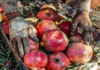 رمان البدارى