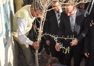 زراعة 3 ملايين شجرة زيتون في بني سويف