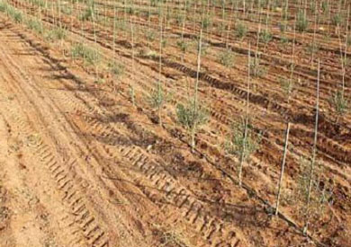 مبادرة لزراعة 2.5 مليون شجرة زيتون بسيناء