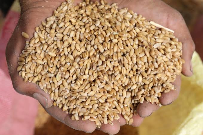 محافظ الوادي الجديد: توريد 47 ألفًا و279 طنًا من محصول القمح حتى الآن -  بوابة الشروق - نسخة الموبايل
