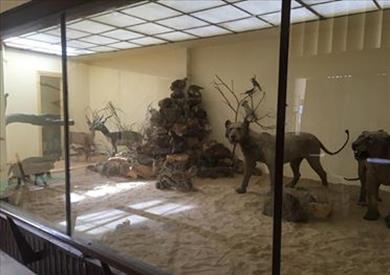 600 حيوان محنط بمتحف التاريخ الطبيعي