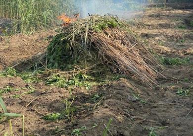 زراعة البانجو