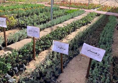 وزير الزراعة يتفقد وحدة أقلمة الشتلات الزراعية بمدينة الطور