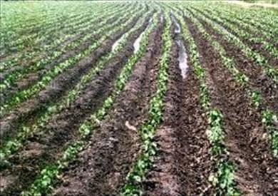 محصول القطن في كفر الشيخ