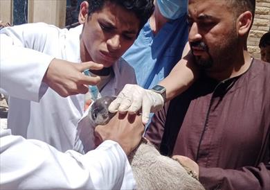 جامعة سوهاج